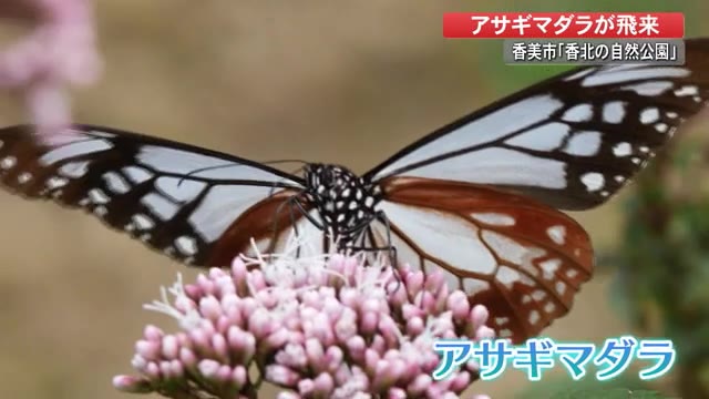 海を渡るチョウ アサギマダラが飛来 高知 プライムこうち 高知さんさんテレビ