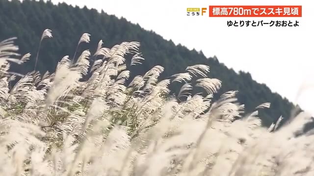 山間部で秋深まる ススキと風車が織りなす絶景 高知 プライムこうち 高知さんさんテレビ