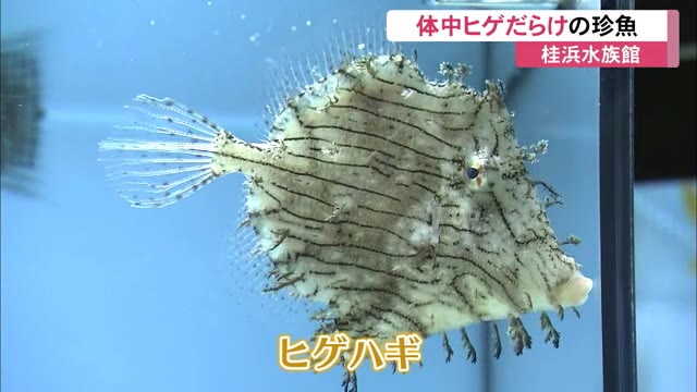 体中 ヒゲだらけ の魚って 桂浜水族館で36年ぶりの展示 高知 プライムこうち 高知さんさんテレビ