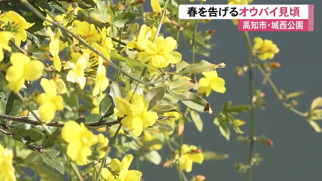 迎春の花 オウバイ が満開 川面に映る鮮やかな黄色に散歩する人もうっとり 高知市 城西公園 プライムこうち 高知さんさんテレビ