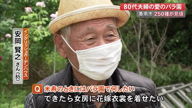 イングリッシュガーデンのバラ見頃 80代オーナー このバラ園で女房に花嫁衣裳を 高知 プライムこうち 高知さんさんテレビ