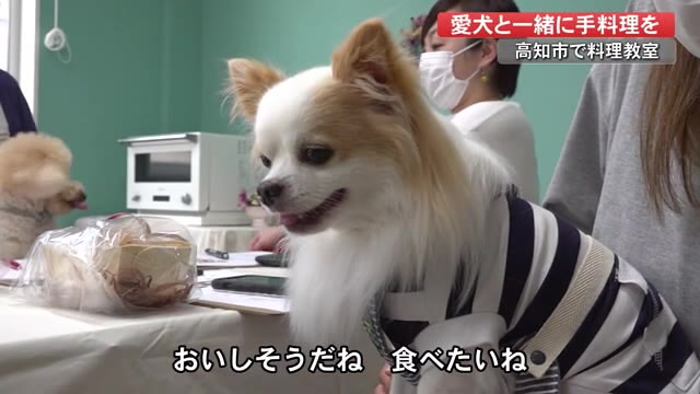 人も犬も食べられるパン作りに挑戦 おいしそうで待てないワン 愛犬同伴の料理教室 高知 プライムこうち 高知さんさんテレビ