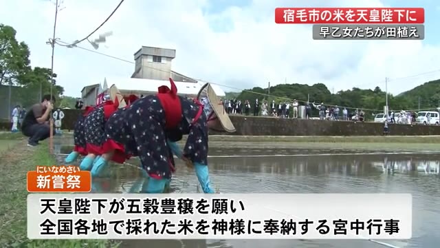 宿毛市の米 天皇陛下に献上へ 秋には期待して 梅雨の晴れ間に田植え 高知 プライムこうち 高知さんさんテレビ