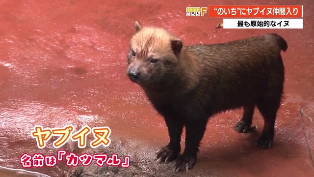 四国初公開 最も原始的なイヌ ヤブイヌ が兵庫からのいち動物公園に仲間入り 高知 プライムこうち 高知さんさんテレビ