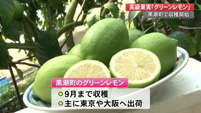 暑い季節にぴったり 高級果実 グリーンレモン の収穫 幡多地域で日本一の産地目指す 高知 プライムこうち 高知さんさんテレビ