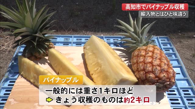 どうしてこんなに甘いの 高知県産のパイナップル収穫始まる 高知 プライムこうち 高知さんさんテレビ