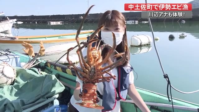 伊勢エビ漁に川辺アナが同行 通常の3倍 特大サイズのエビも とれたての味は 高知 プライムこうち 高知さんさんテレビ