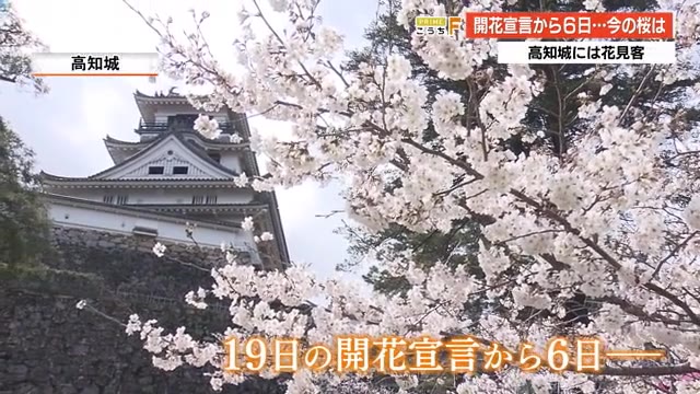 桜の開花宣言から6日 高知城はもうすぐ満開 あす26日は大雨に注意 高知 プライムこうち 高知さんさんテレビ