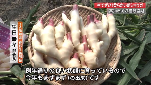 柔らか食感で丸かじりも 新ショウガ 収穫ピーク いの町で高知県産の4割を栽培 プライムこうち 高知さんさんテレビ