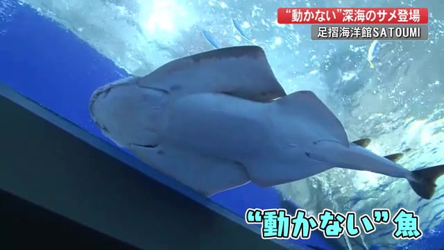 水族館にやってきたのは動かないサメ Satoumiの主役に 動く姿が見られたらラッキー 高知 プライムこうち 高知さんさんテレビ