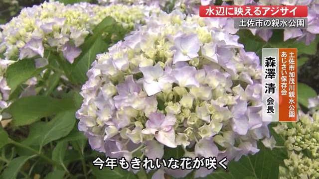 土佐市 加茂川親水公園のアジサイ きれいだ 1500株 種が百花繚乱 高知 プライムこうち 高知さんさんテレビ