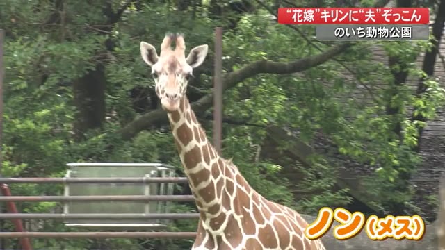 東京 多摩動物公園からやってきた花嫁キリン ノン お披露目 花嫁に夫ぞっこん 高知 プライムこうち 高知さんさんテレビ