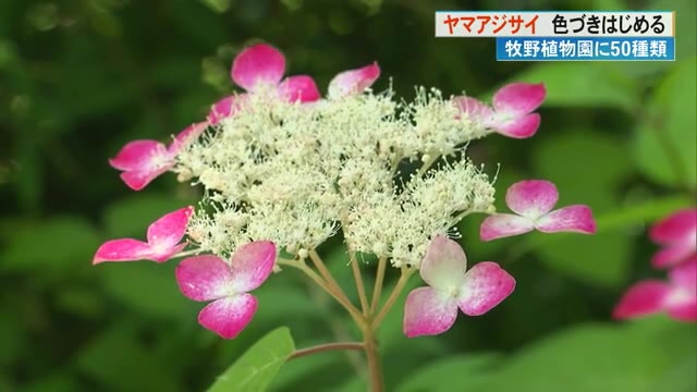 高知】牧野植物園でヤマアジサイ見頃、園内に約50種「お気に入りの株を楽しんで」 « 高知のニュース - 高知さんさんテレビ