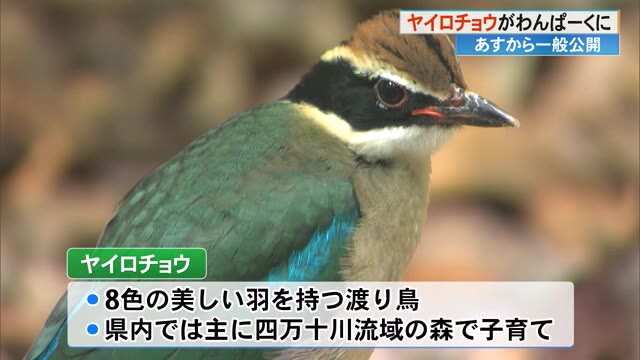 幻の鳥“ヤイロチョウ” あす7日から一般公開 県内で保護 「カラフル