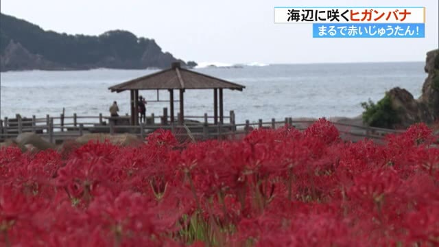 まるで赤いじゅうたん 海辺に咲くヒガンバナ 土佐清水市・足摺海洋館SATOUMI【高知】 « 高知のニュース - 高知さんさんテレビ