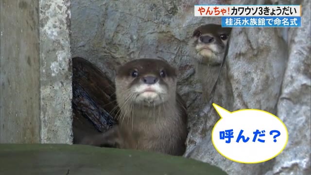 カワウソ《３きょうだい》の名前決定！「いまだかつてないほどやんちゃ