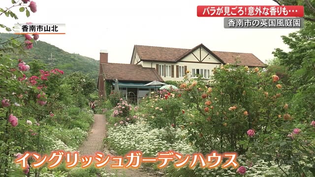 初夏の散策にいかが 英国風の庭園でバラ見頃 癒やされます 中には意外な香りのバラも 高知 プライムこうち 高知さんさんテレビ